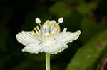 Kidneyleaf grass of Parnassus